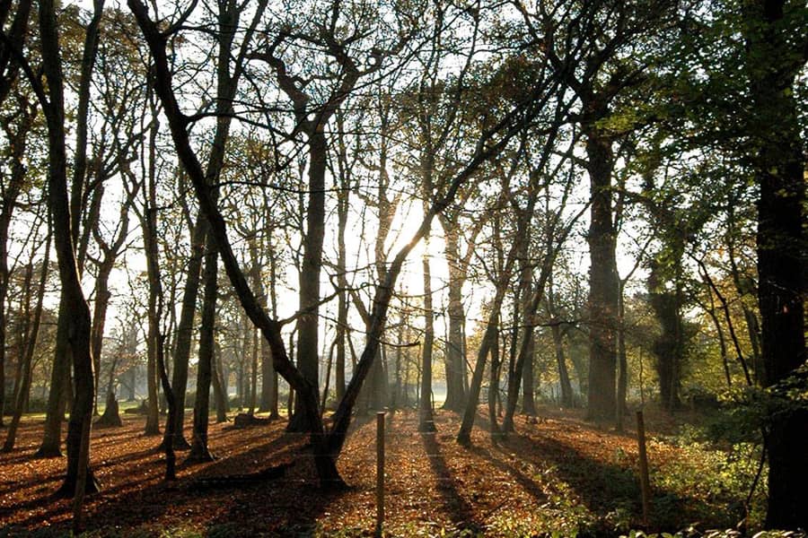 standing trees autumn woodland floor