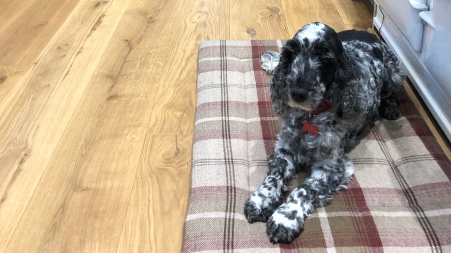 spaniel lying on red tartan cushion on oak flooring