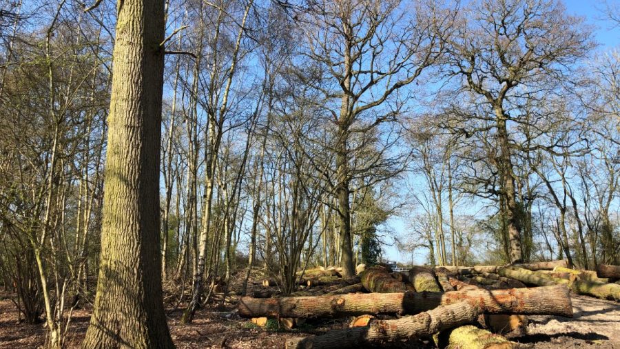 trees in a woodland in winter with trunks lying on ground