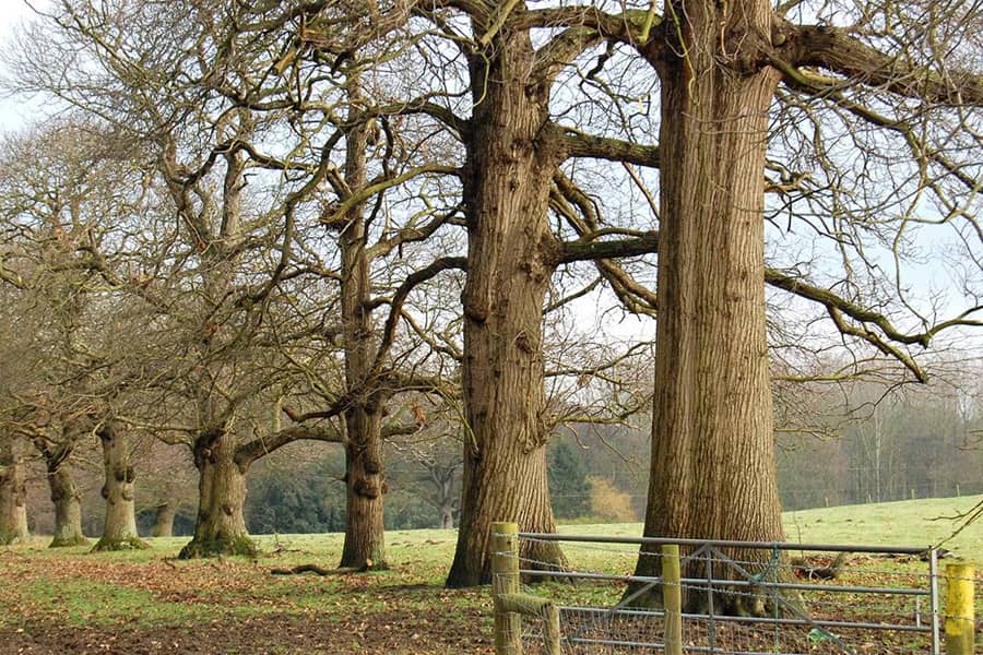 stand of chestnut trees in parkland