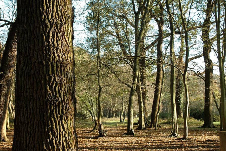 view of woodland through trees