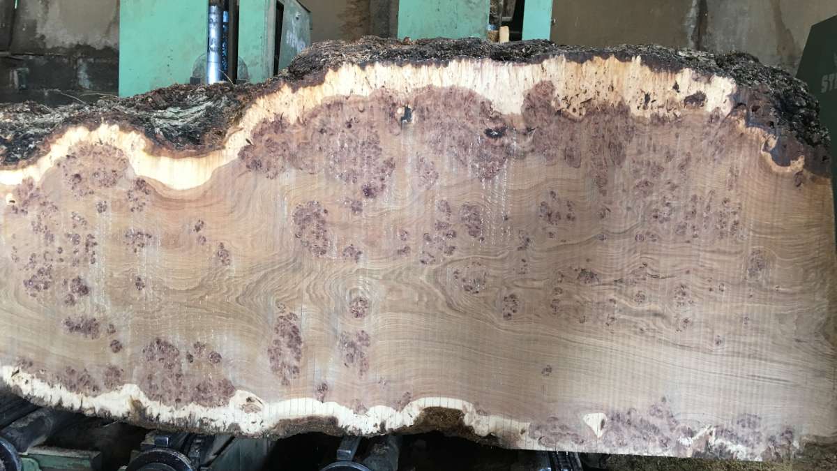 burr oak board with waney edge