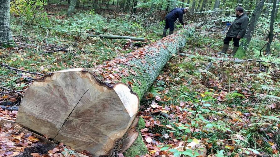 two men measuring a felled tree trunk