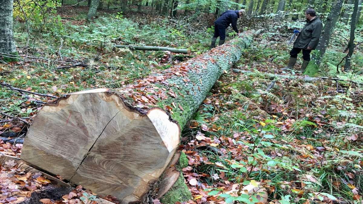 felled log in forest with men measuring the length discussing the environmental benefits wood flooring