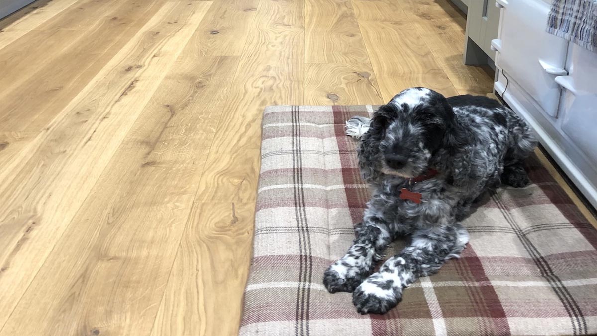 spaniel on tartan cushion by aga on wood floor