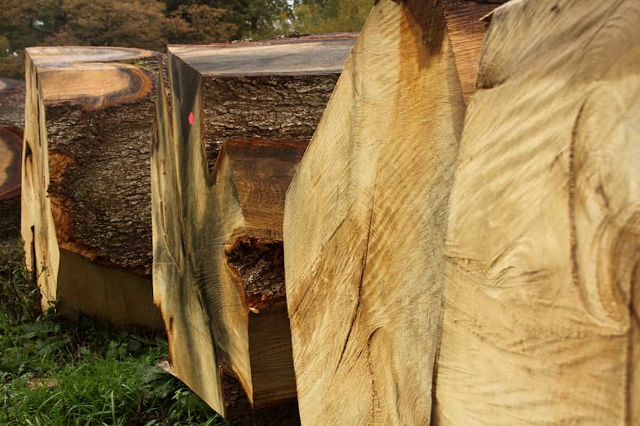 oak butts lined up