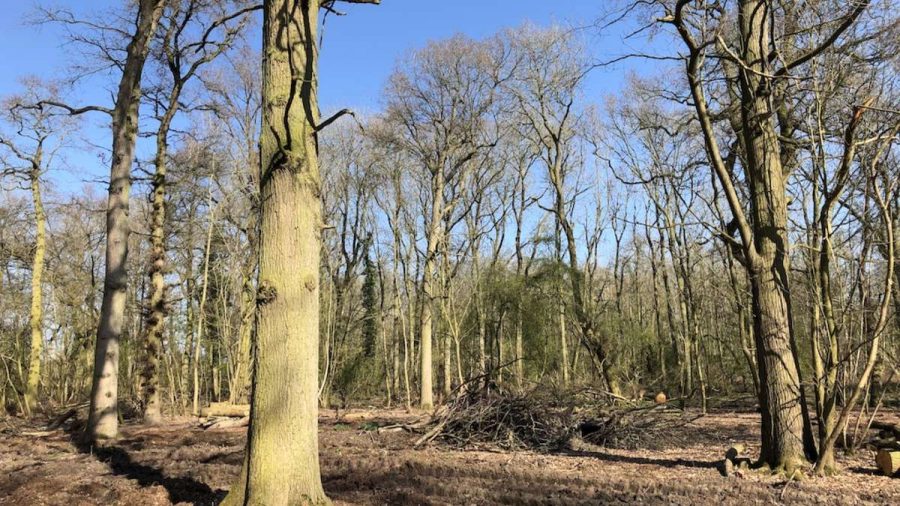 woodland view of trees in winter with pile of branches