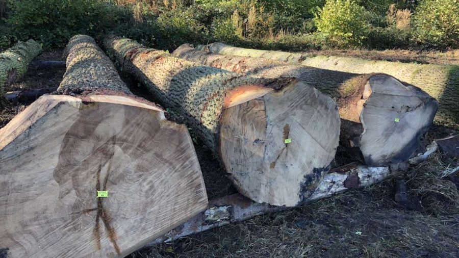 butts of felled trees laid out in woodland