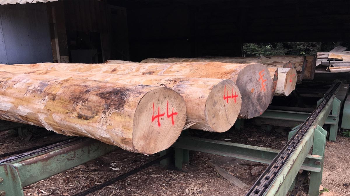 sycamore logs on a roller in a queue waiting to be milled