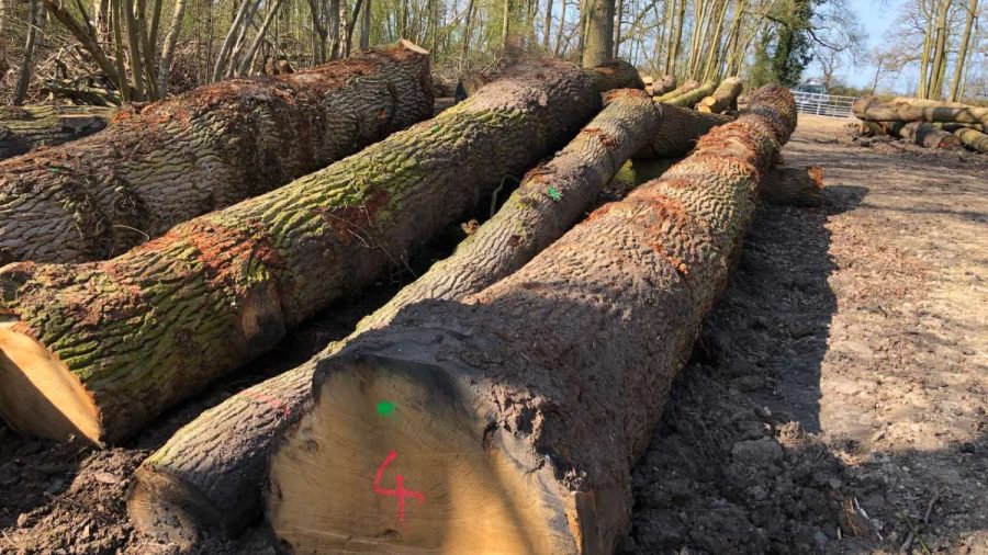 large logs of cut down trees lying on wood land floor