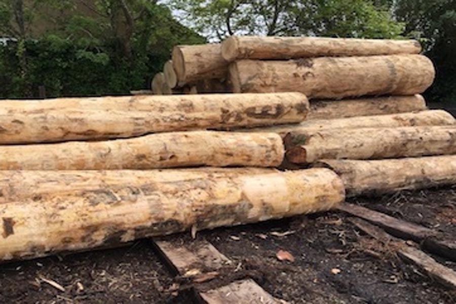 sycamore round logs